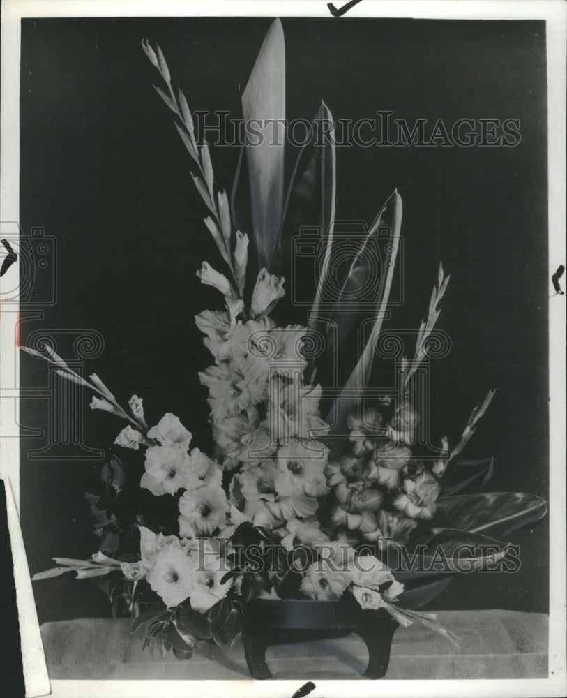 1964 Press Photo Gladiolus Flower Bulbous Plant