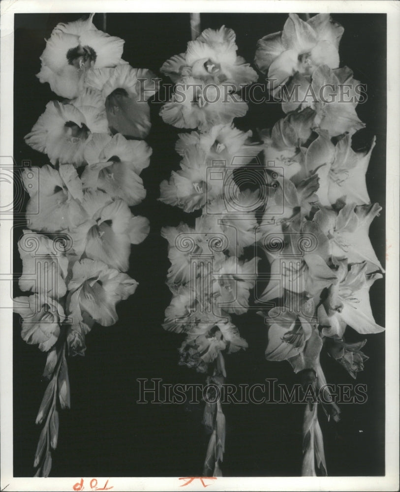 1961 Press Photo All America Gladiolus Selections Rusty