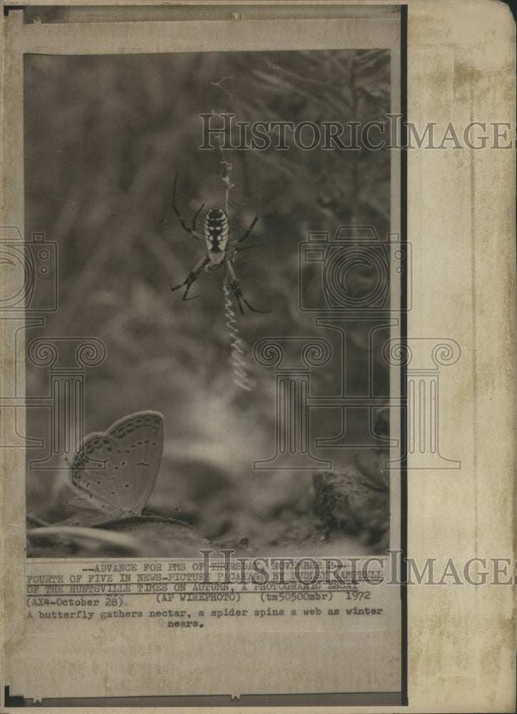 1972 Press Photo Spiders Butterflies