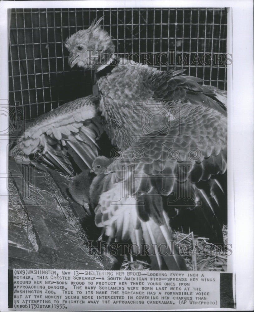 1955 Crested Screamer.  - Historic Images