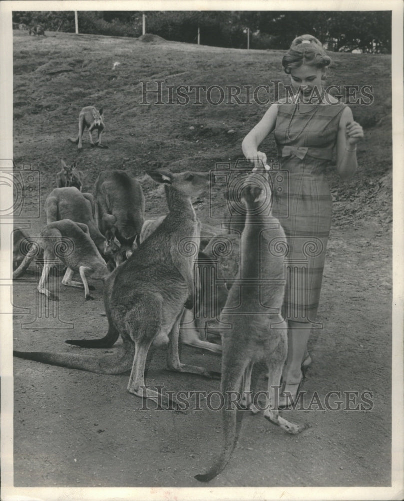 1961 Press Photo Australias Kangaroos animal Koala Bear