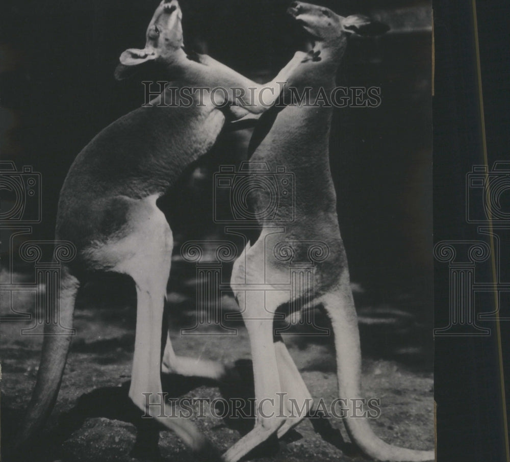 1938 Press Photo Kangaroos - Historic Images