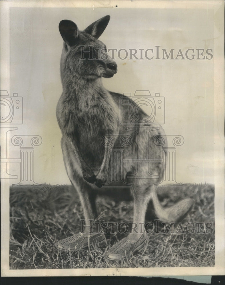 1958 Kangaroo Marsupial Family Grey Kangaro - Historic Images