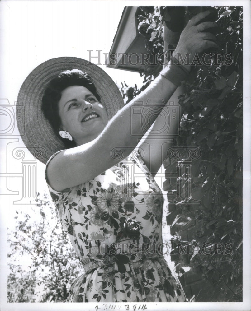 1961 Press Photo Mrs. Masson Working In Her Rose Garden