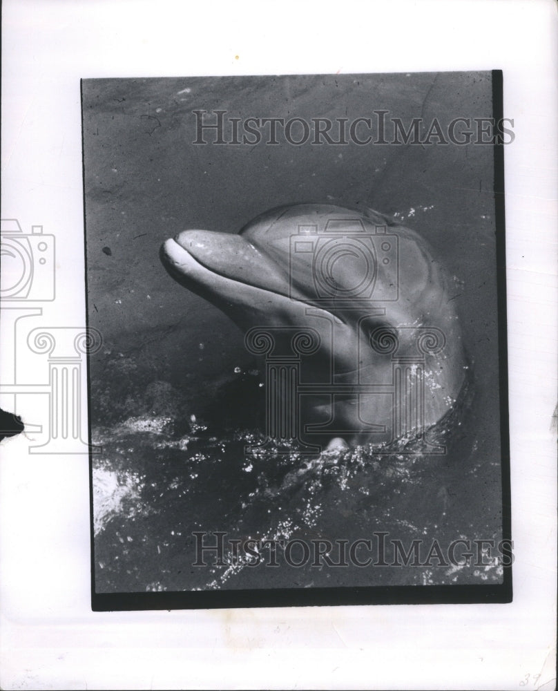 1965 Press Photo &quot;Flipper&quot; The Dolphin NBC Television