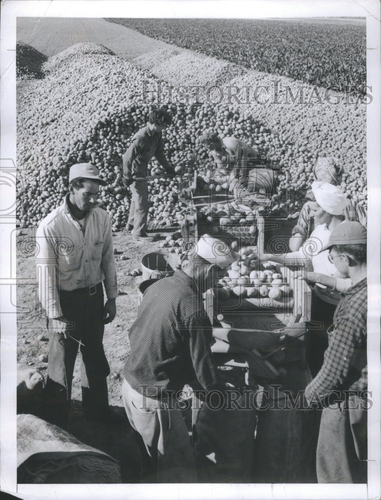 1946 Press Photo Farm Workers Load Potatoes Into Sacks - Historic Images