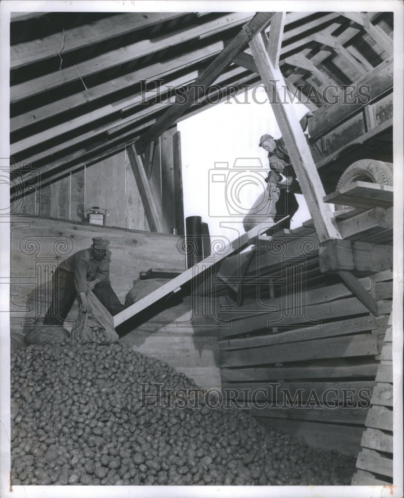 1945 Potatos Storage Bins Blair Lambert - Historic Images