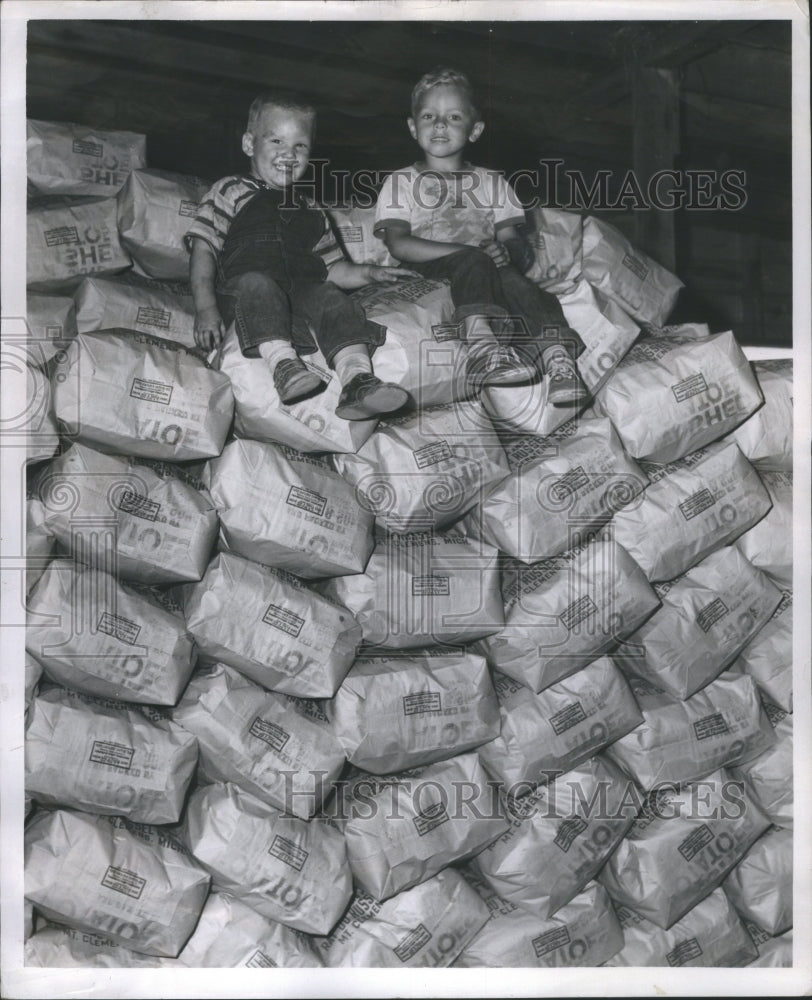 1952 Press Photo Potato Tuberous Solanaceae Plant Andes