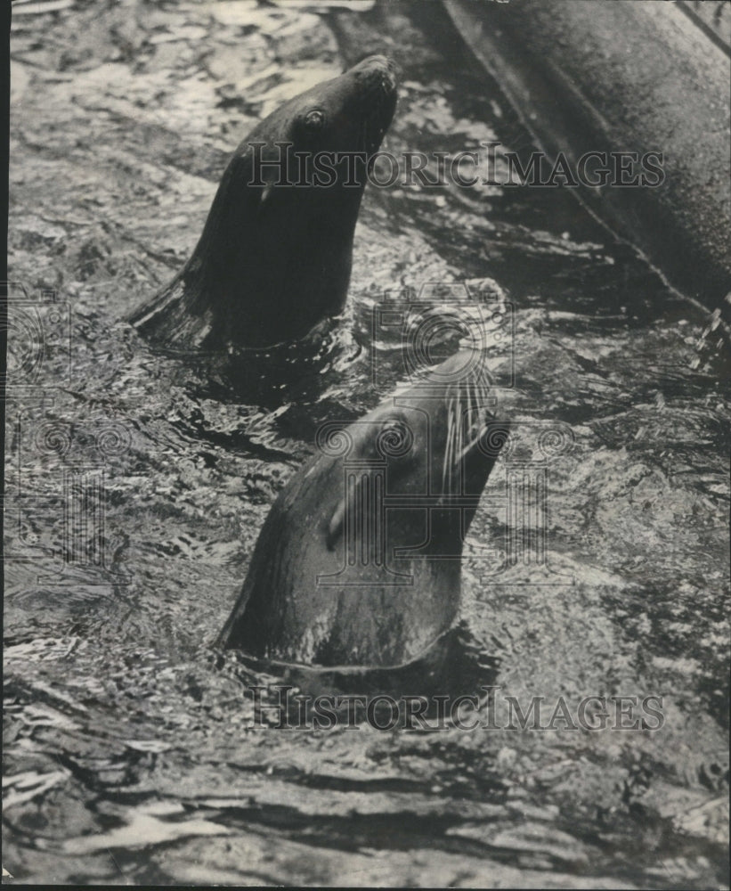 1965 Press Photo Lincoln Park Zoo sea lions - Historic Images