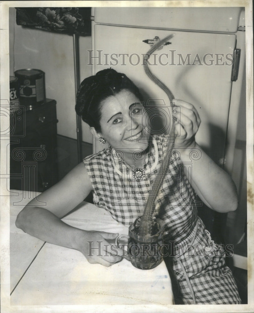 1955 Press Photo Plocharz with 27-Inch Cactus