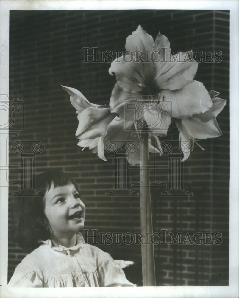 1980 Press Photo Child Smiles at a Amaryllise