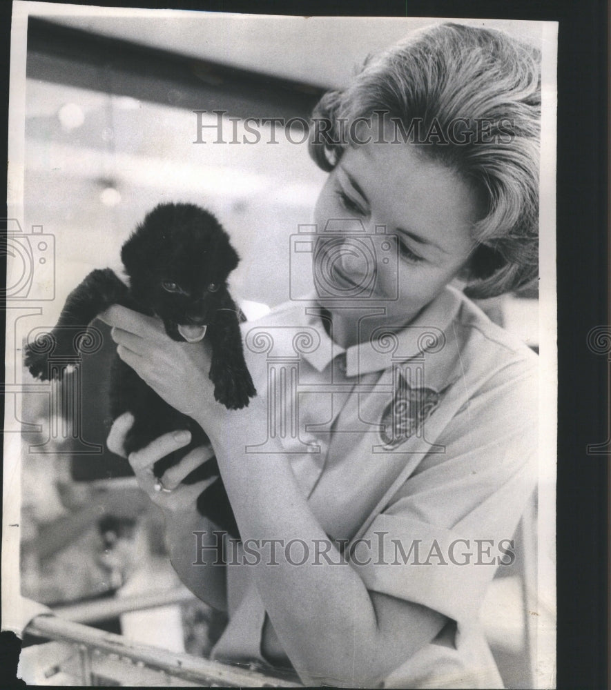 1967 Press Photo Merilee AtkinsVolunteer Black Leopard