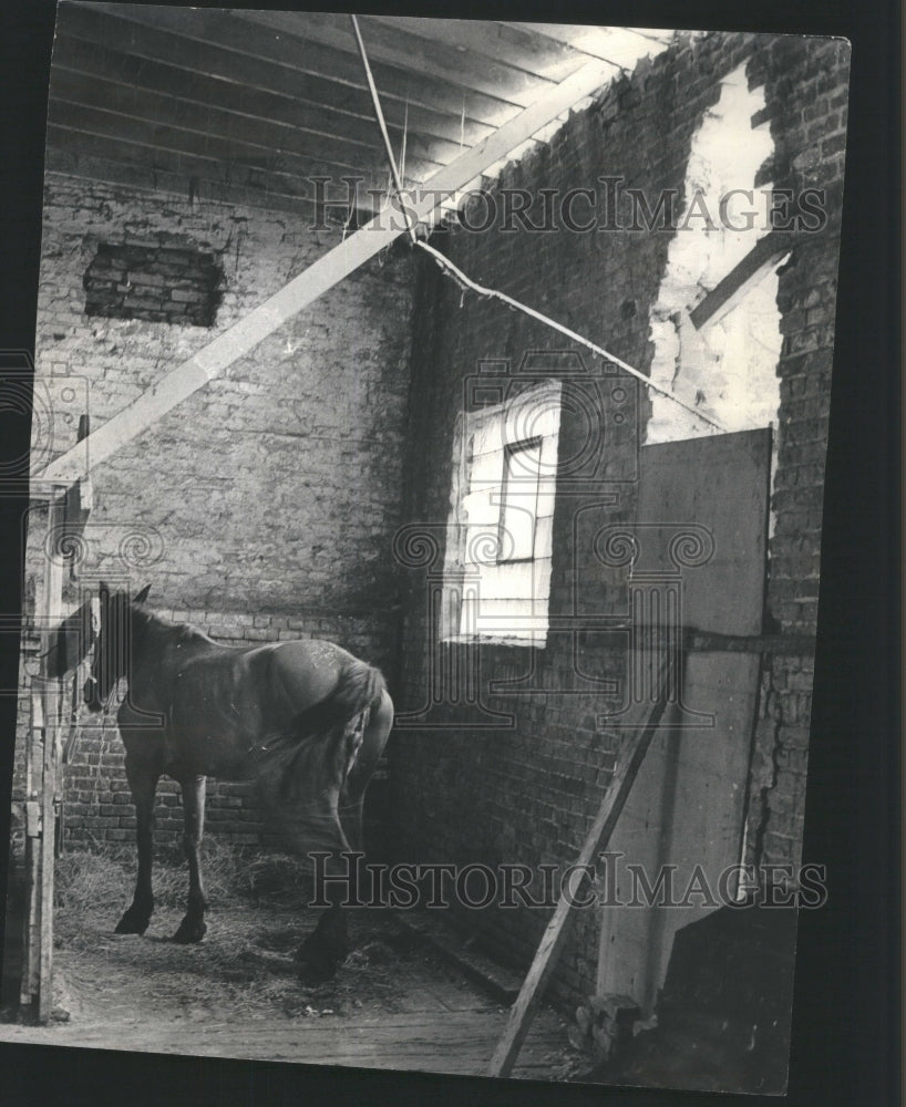 1966 Press Photo Horse in brick wall unkept stable