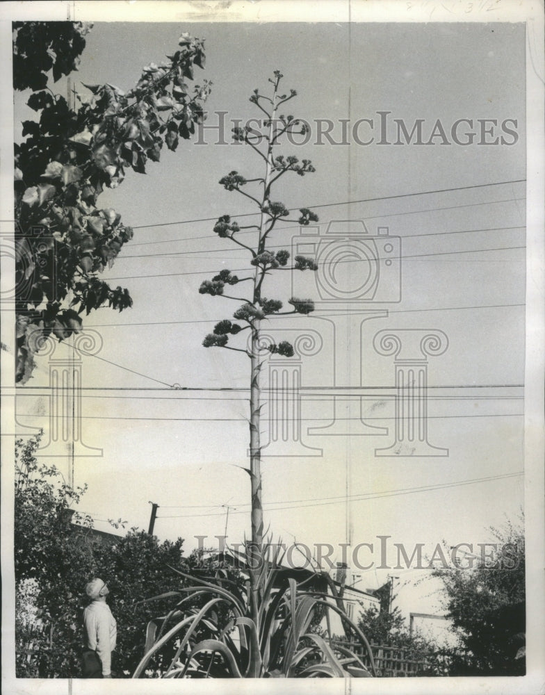 1957 Press Photo Bloom Boom San Mated Flowering Plant