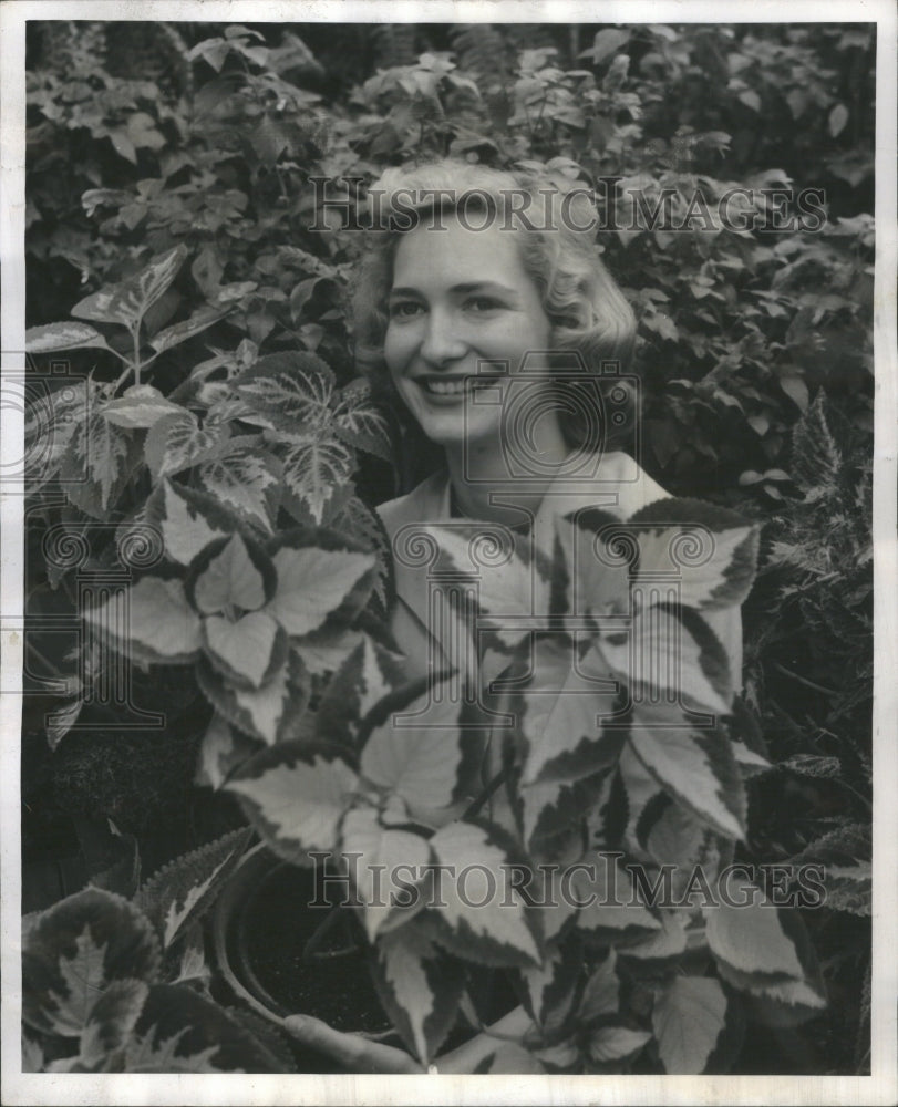 1952 Press Photo Lady holds pink and green Coleus plant