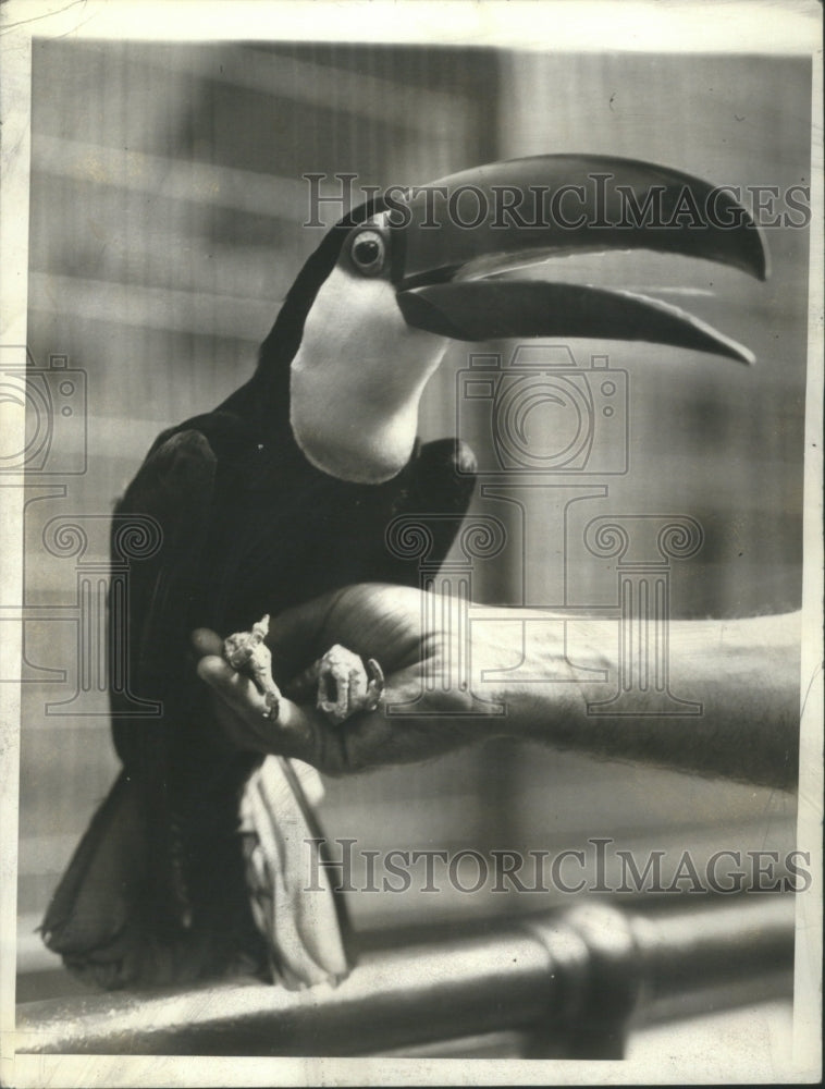 1952 Press Photo Toco Toucan South America Habitats