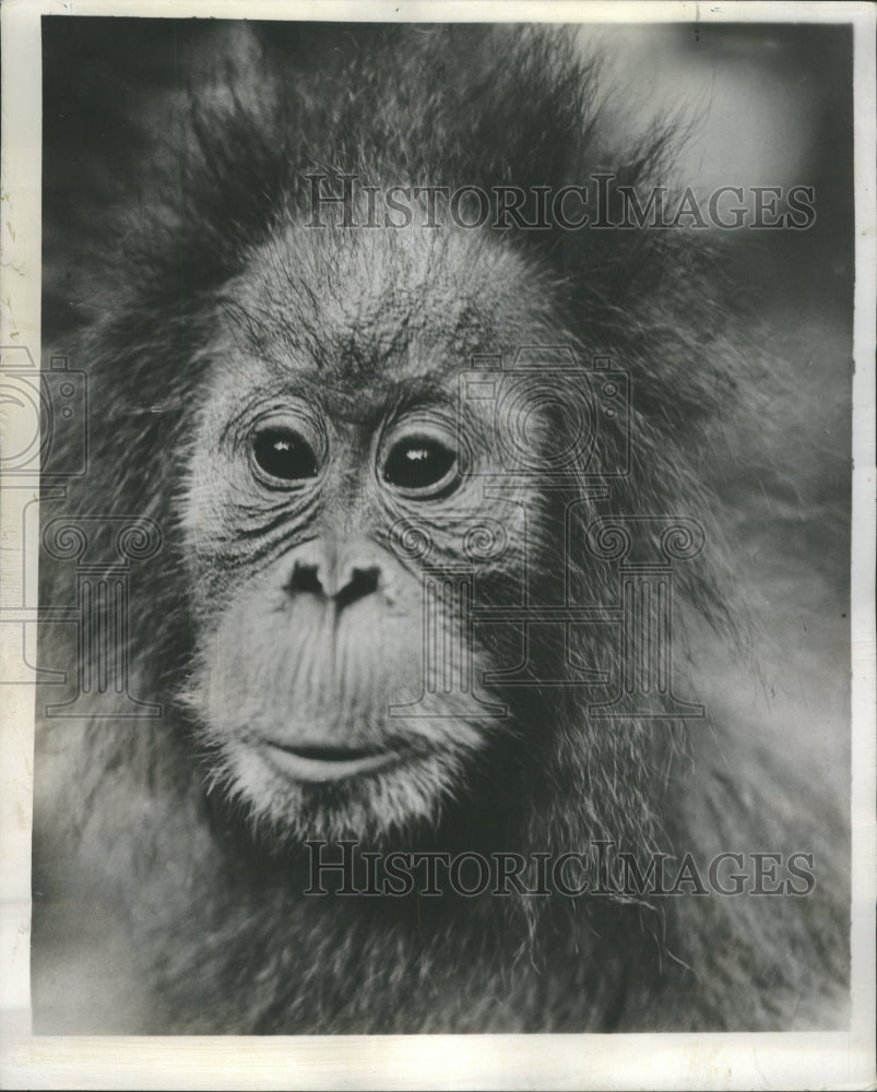 1949 Press Photo White Collar Zoo Animals - Historic Images