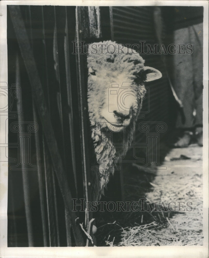 1949 Press Photo Animal Major Group Metazoa WhiteCollar