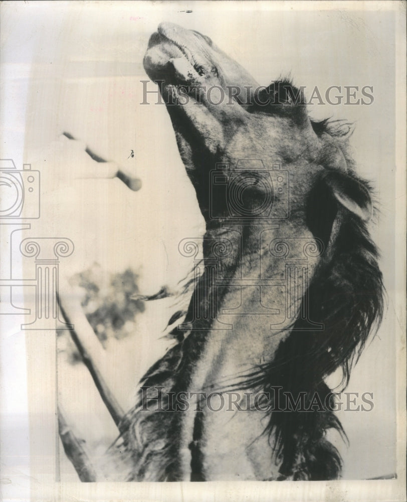 1949 Press Photo White Collar Zoo Old Classmate Touch