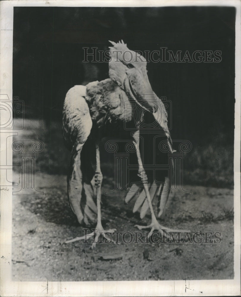 1949 Press Photo White Collar Zoo Animals