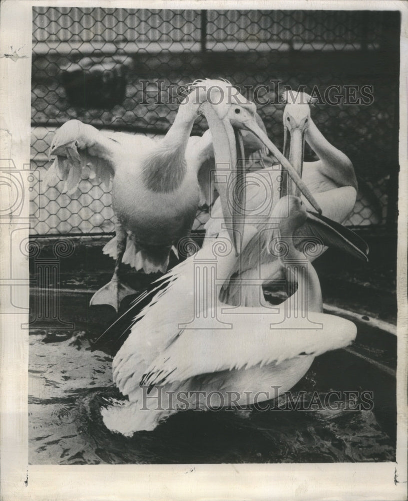 1949 Press Photo Swans Water Group Cage White Nose Long