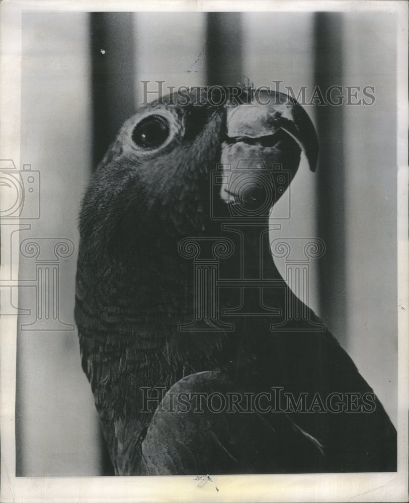 1949 Press Photo White Collar Zoo Apple Polisher