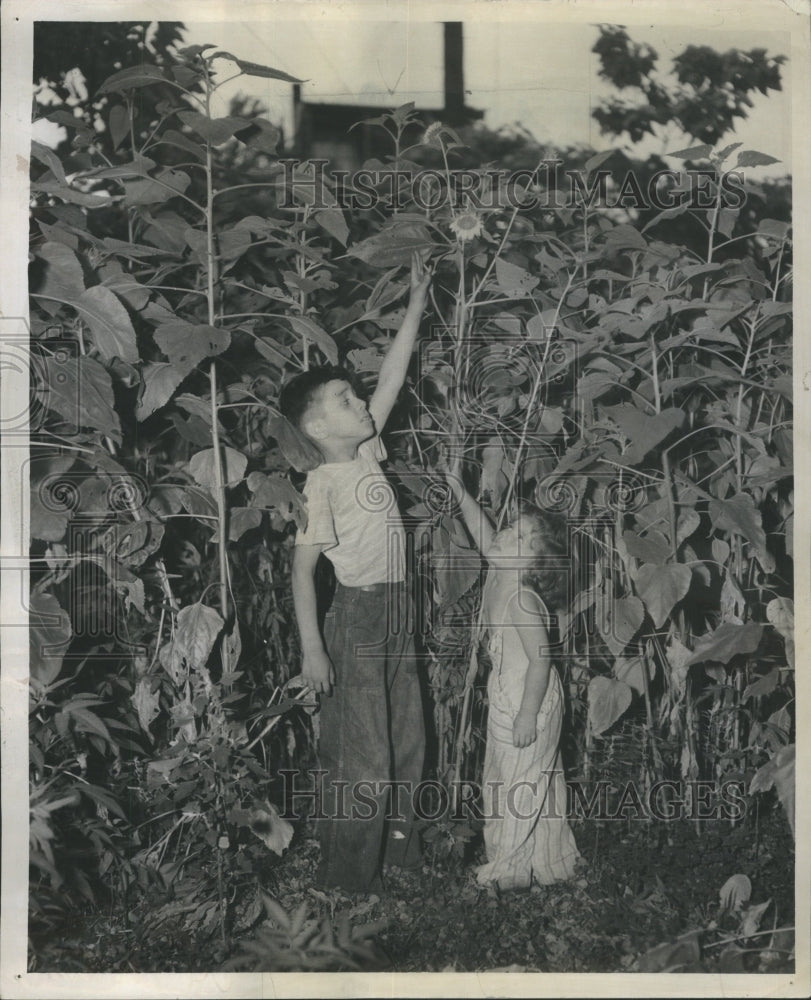 1947 Press Photo Weeds and Sunflower