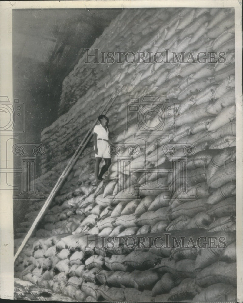 1945 Press Photo Sugar Lactose Exclusivel