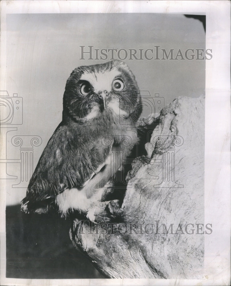 1949 Press Photo Owl Animal White Collar Zoo