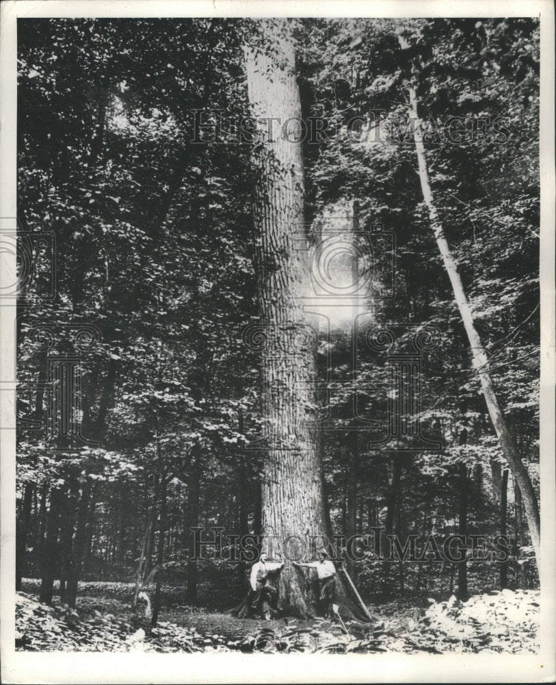 Berkey Woods Forest War World Earth Tress Weather - Historic Images