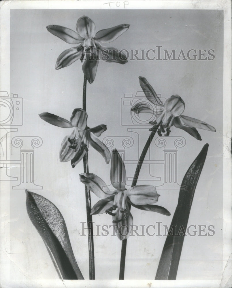 1952 Scillas Flower - Historic Images