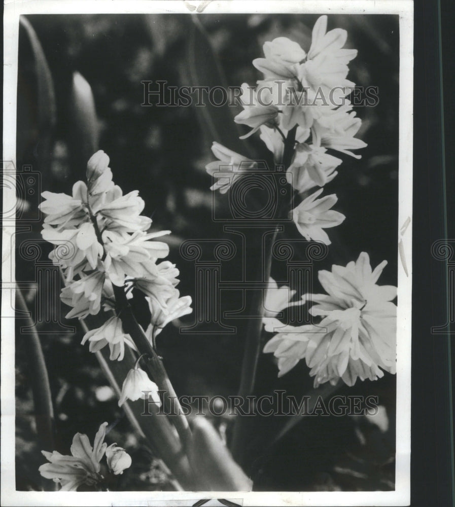 1979 Press Photo Scilla siberica Flower