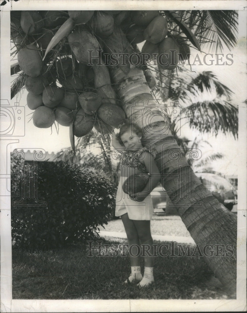 1949 Press Photo Miami Fla Coconut Palm