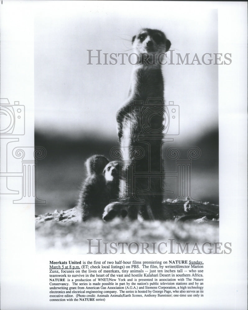 1989 Press Photo Meerkats Marion Zunk Director Writer