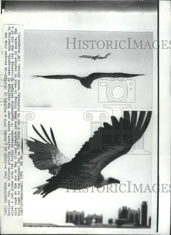 1972 Press Photo National Zoo African Griffin Vulture