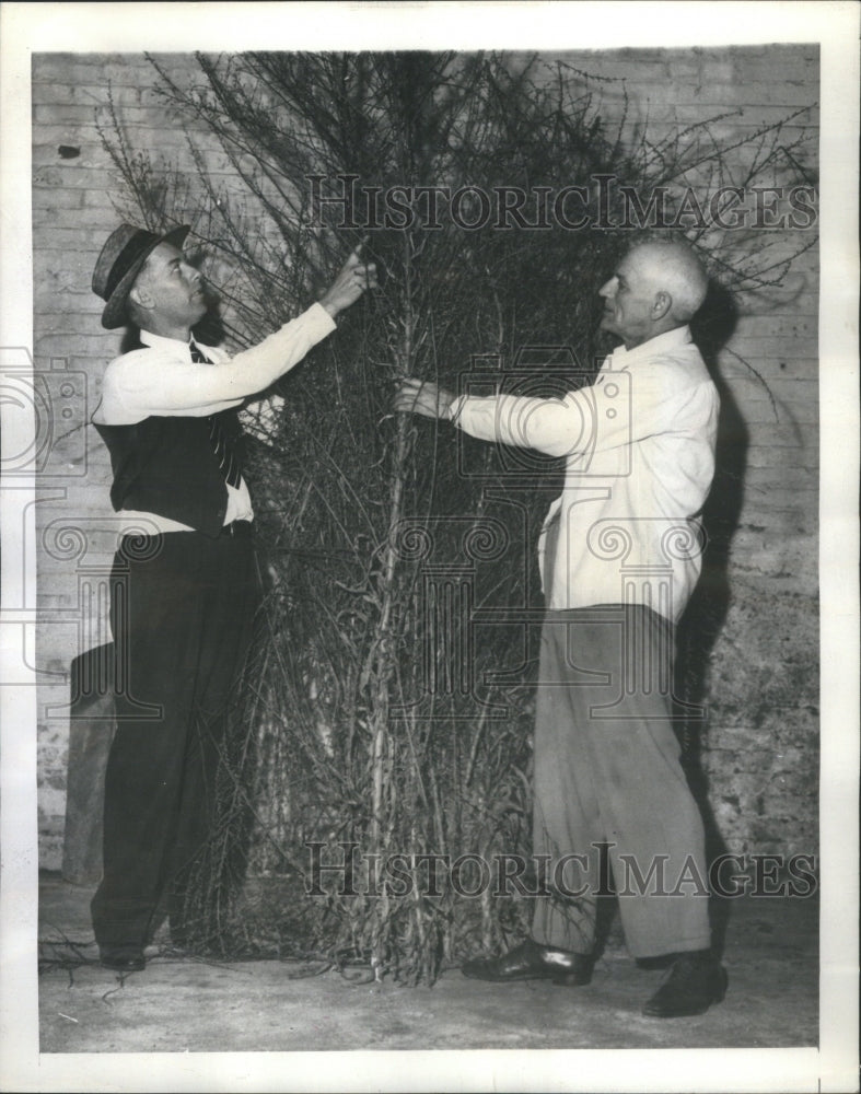 1942 Press Photo Synthetic Rubber Milkweed Bugs Brazil