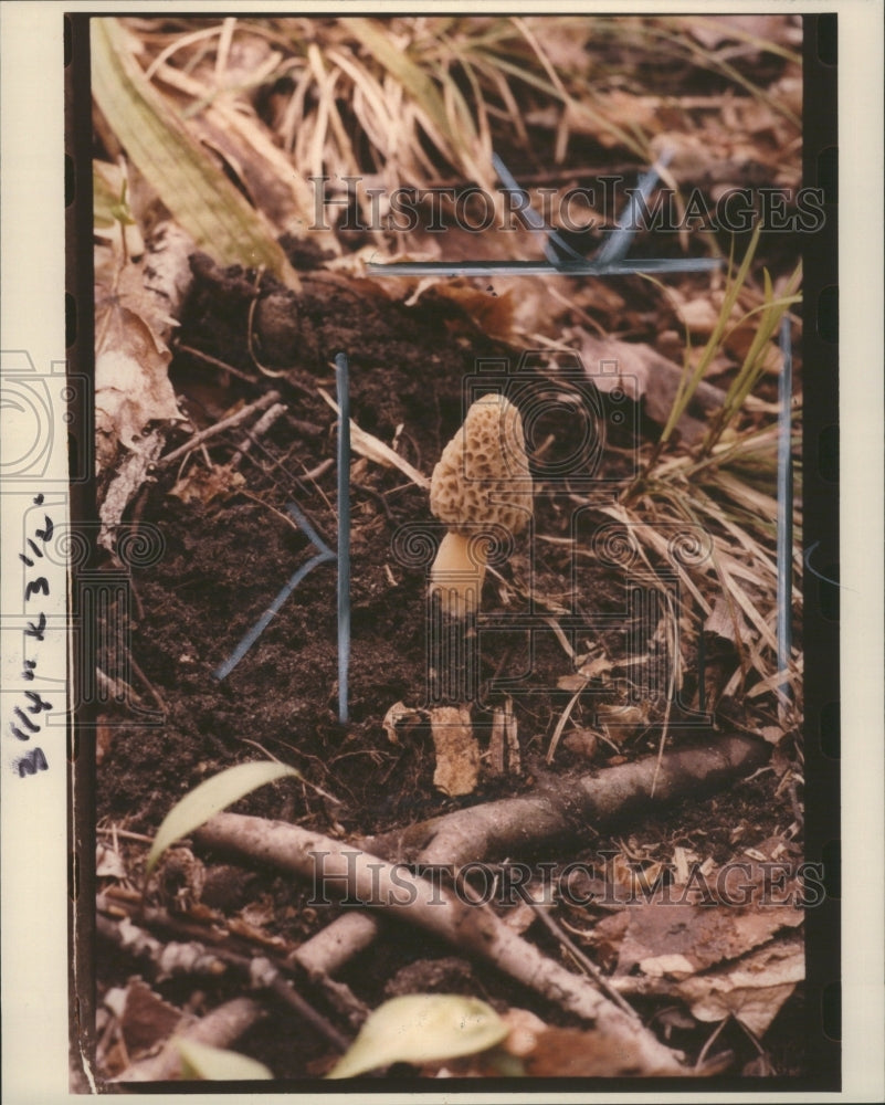 1994 Press Photo Mushroom Fungus Photosynthesis Food