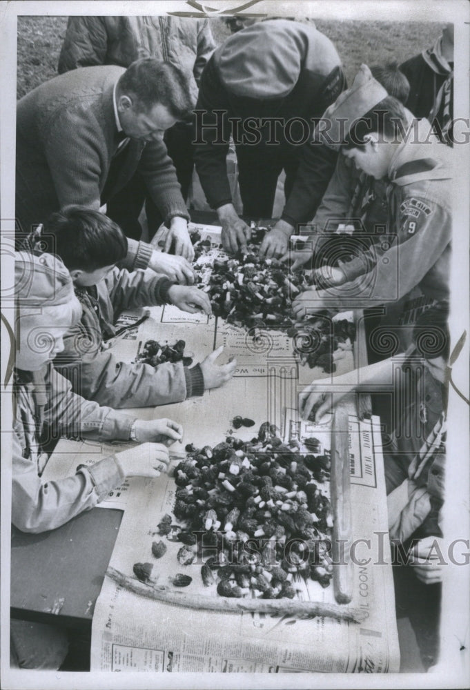 1967 Press Photo Mushroom Agaricus bisporus lamellae