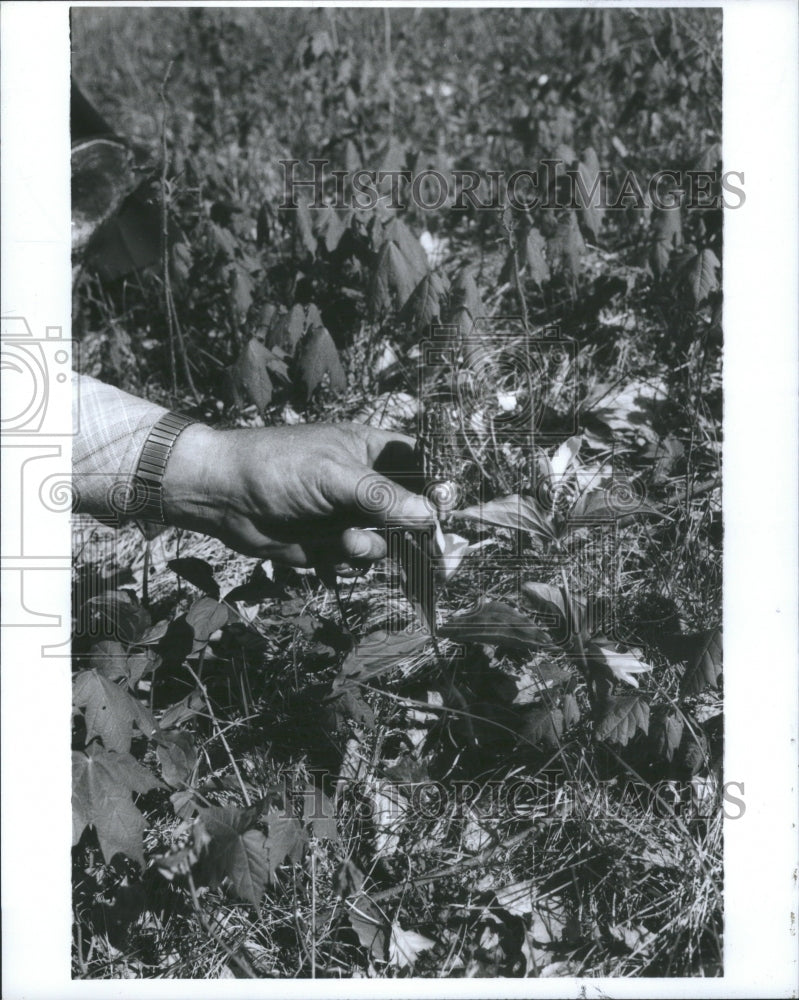 1990 Press Photo Northern Michigan Finding Mushrooms