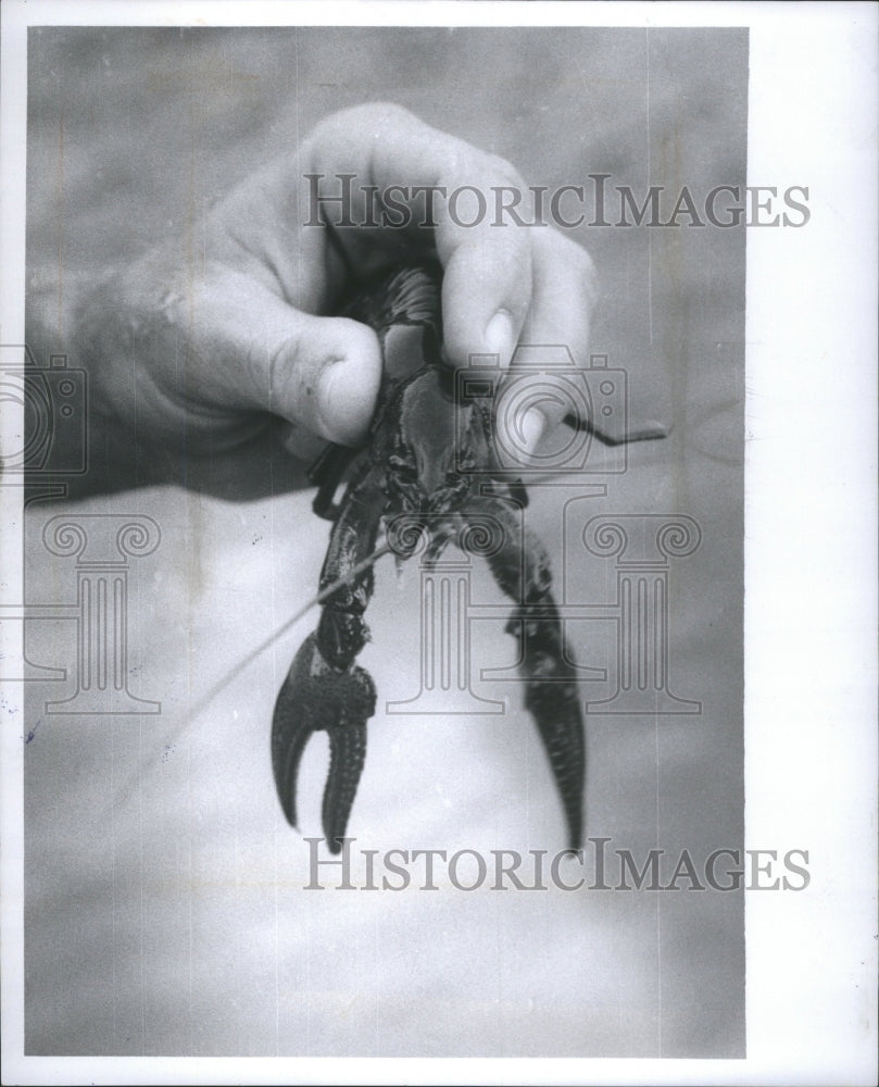 1978 Press Photo Crayfish
