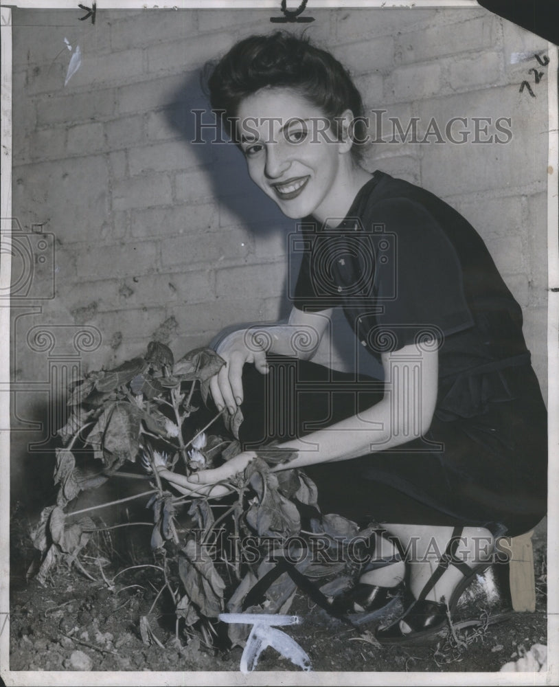 1947 Press Photo Mrs. Richard Hammons Crop of Cotton