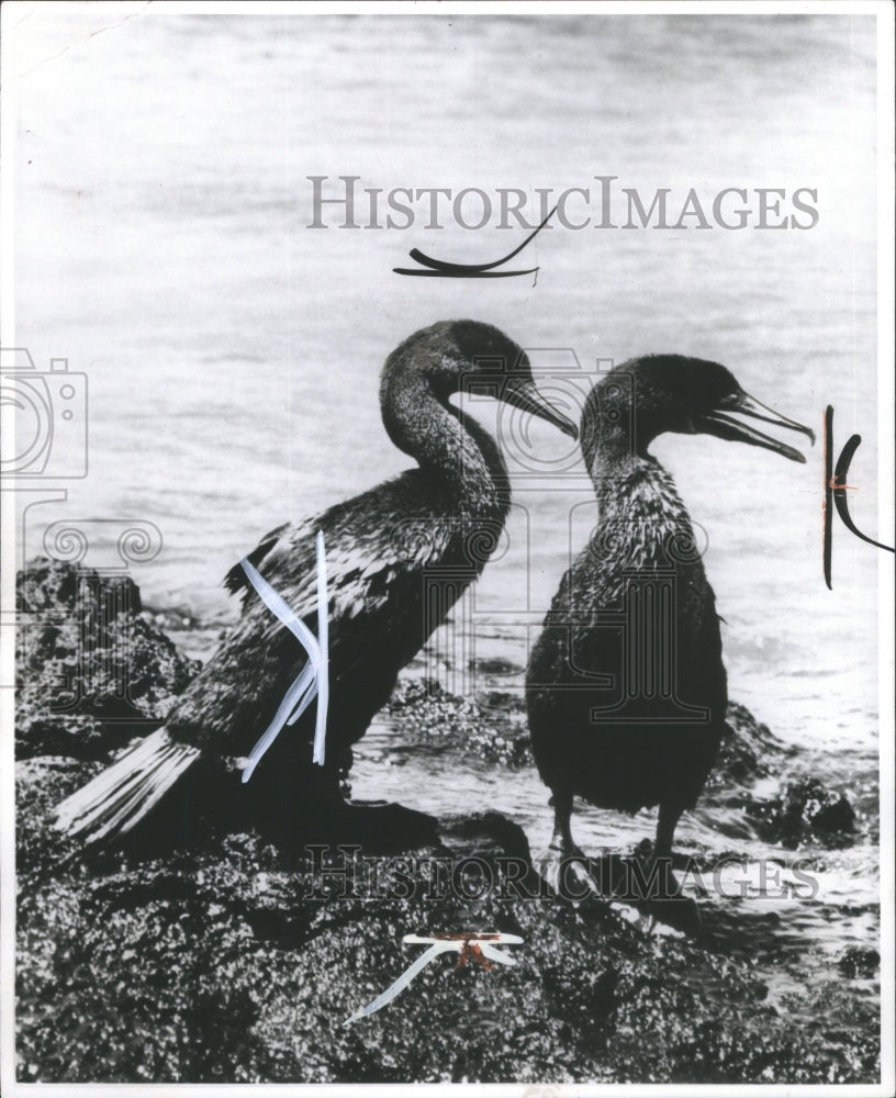 1986 Press Photo Cormorant Birds Galapagos Islands