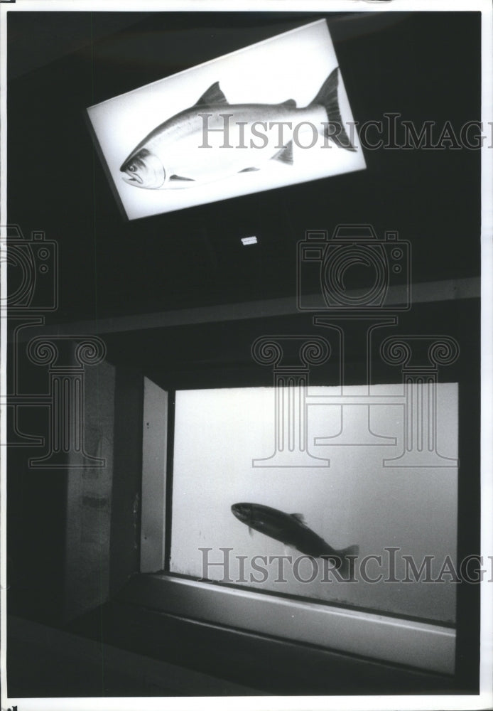 1993 Press Photo Fish Viewing Room, Rocky Reach Dam