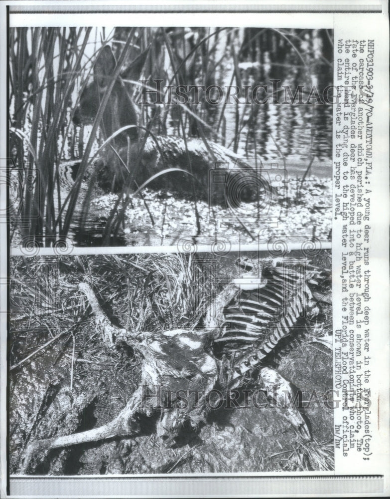 1970 Press Photo Doung Deer Water Florida Flood Contw