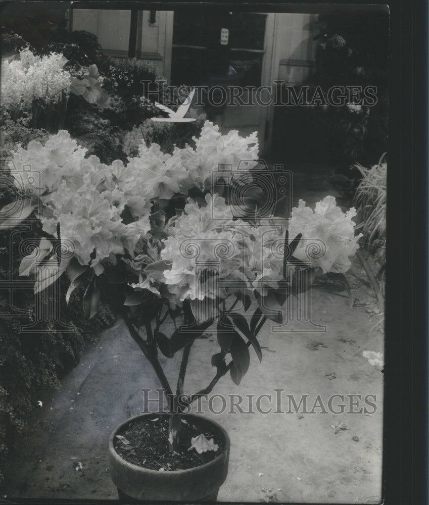 1935 Press Photo Azaleas Belle Isle Convervatory - Historic Images