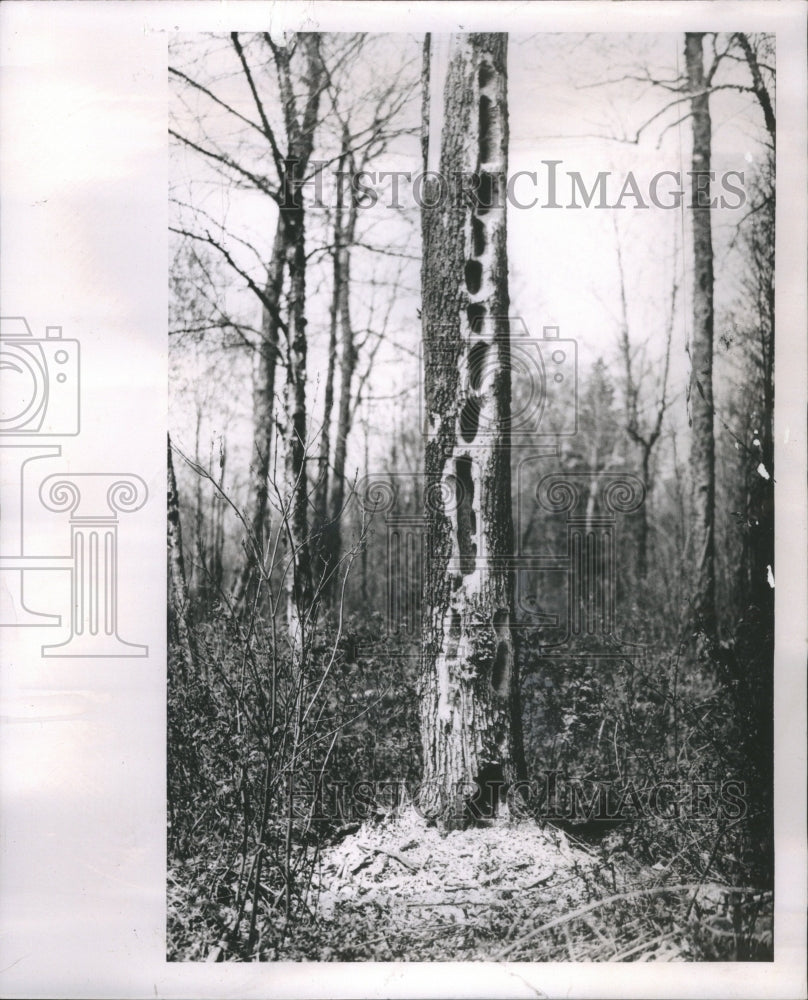 1967 Press Photo Woodpecker Damaged Tree Woods