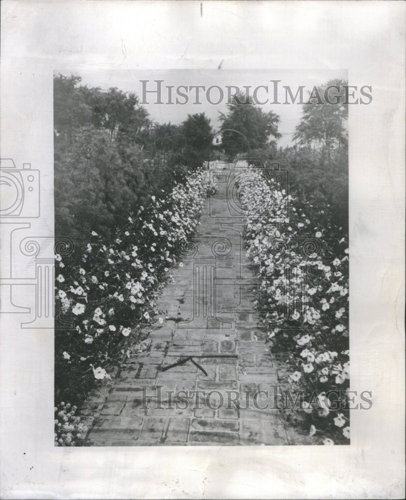 1951 Press Photo Flower Pelunia