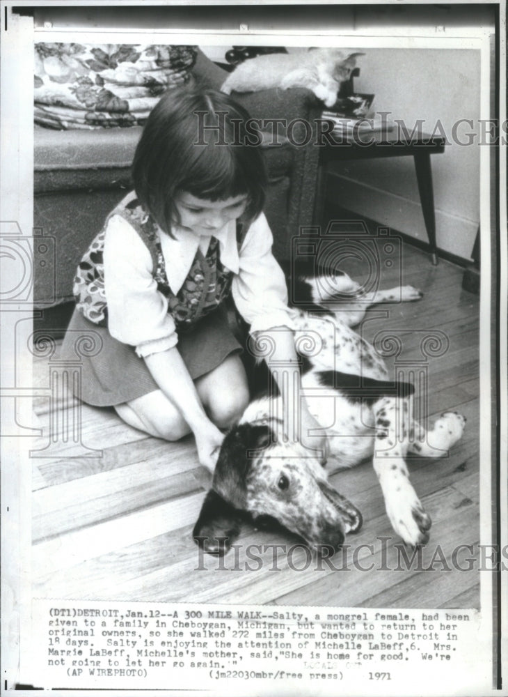 1971 Press Photo mongral female Cheboygan owners