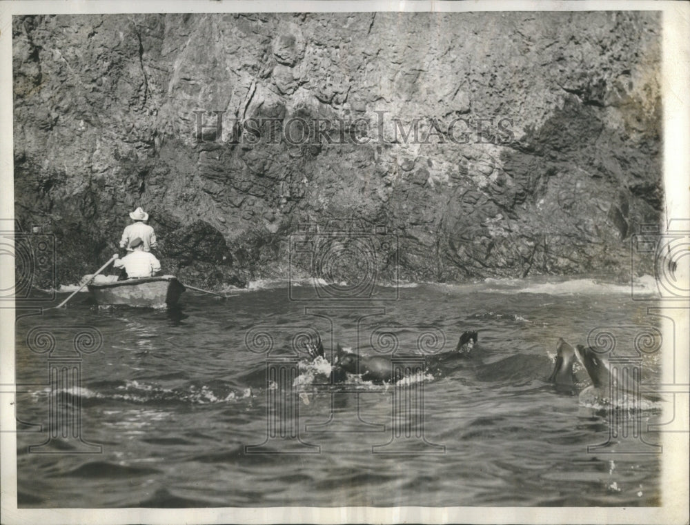 1938 Press Photo Seal hunting semi-aquatic mammals