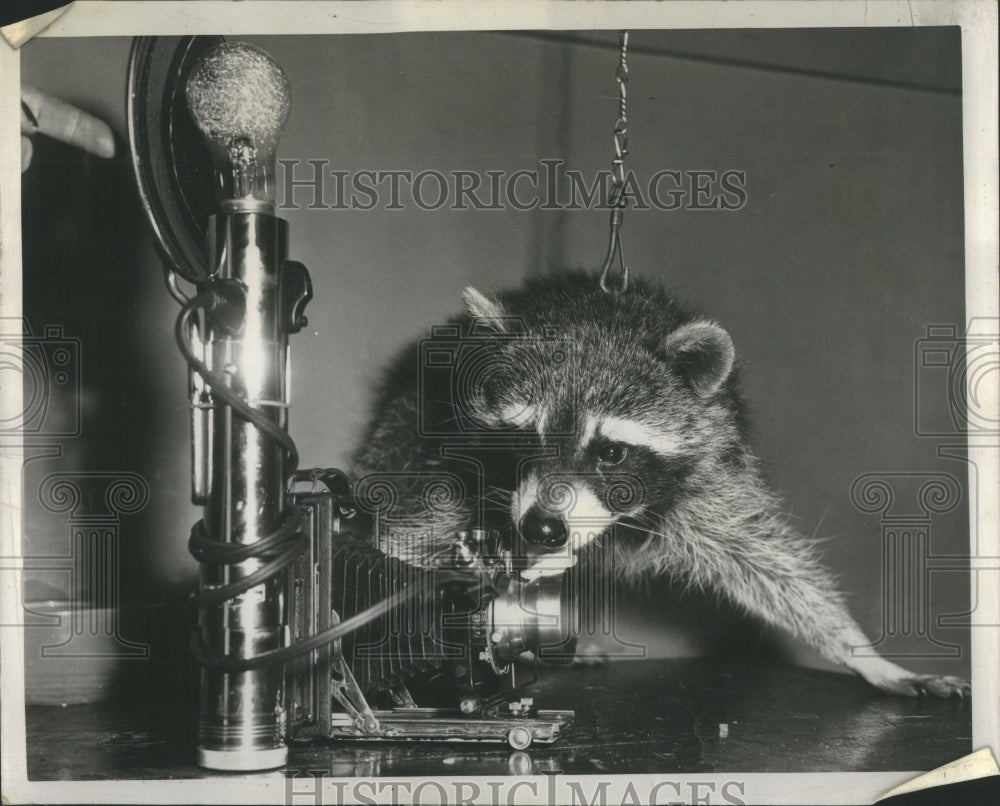 1948 Press Photo Racoon Animal Welfare Camera